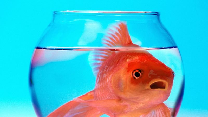 Como saber si los peces están estresados