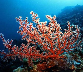 Como se alimentan los corales