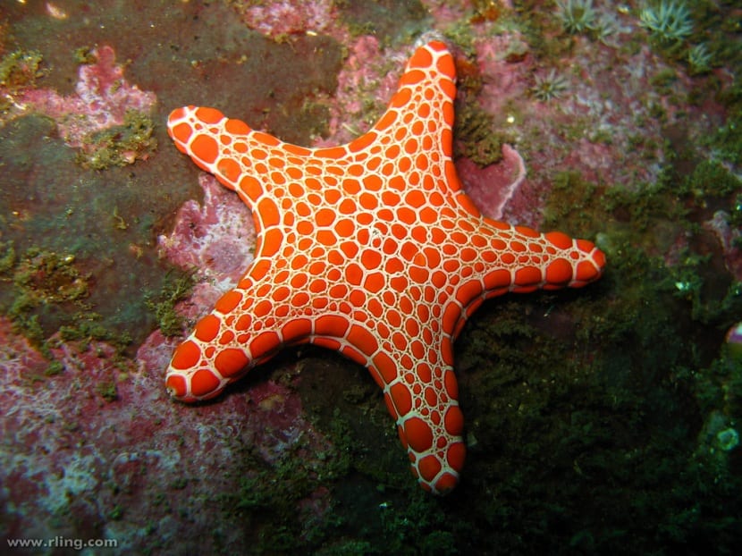 Como se defiende la estrella de mar