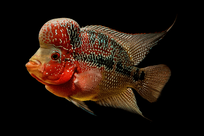 Como se llama el pez de color rojo