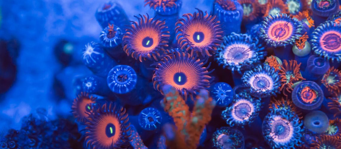 Como se reproducen los corales