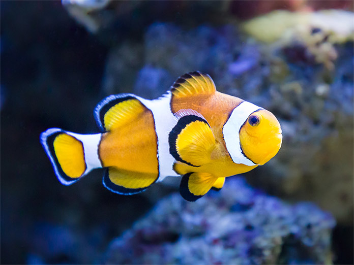 Cuáles son los peces más conocidos