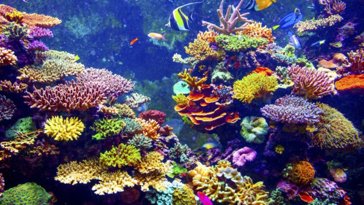 Cuántos arrecifes de coral podrían desaparecer para el 2050