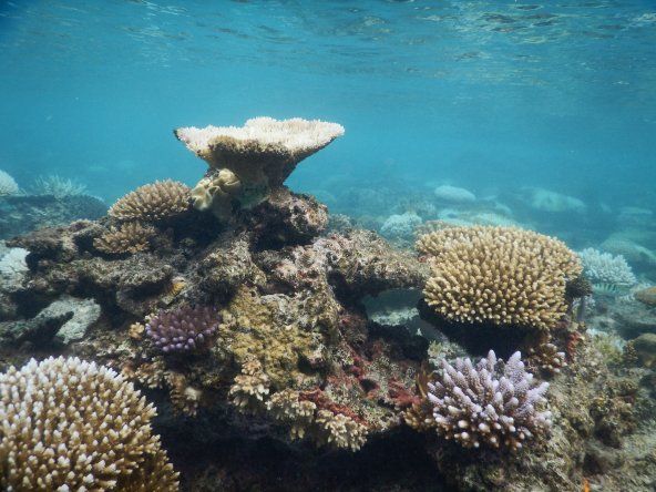 Cuántos corales se han perdido en el mundo