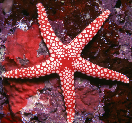 Cuántos corazones tiene una estrella de mar