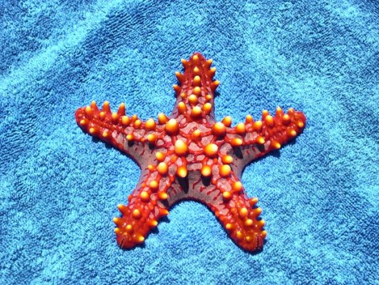Por qué la estrella de mar tiene 5 brazos