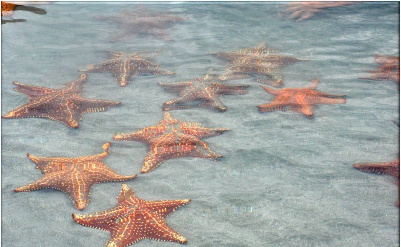 Por qué no se deben tocar las estrellas de mar