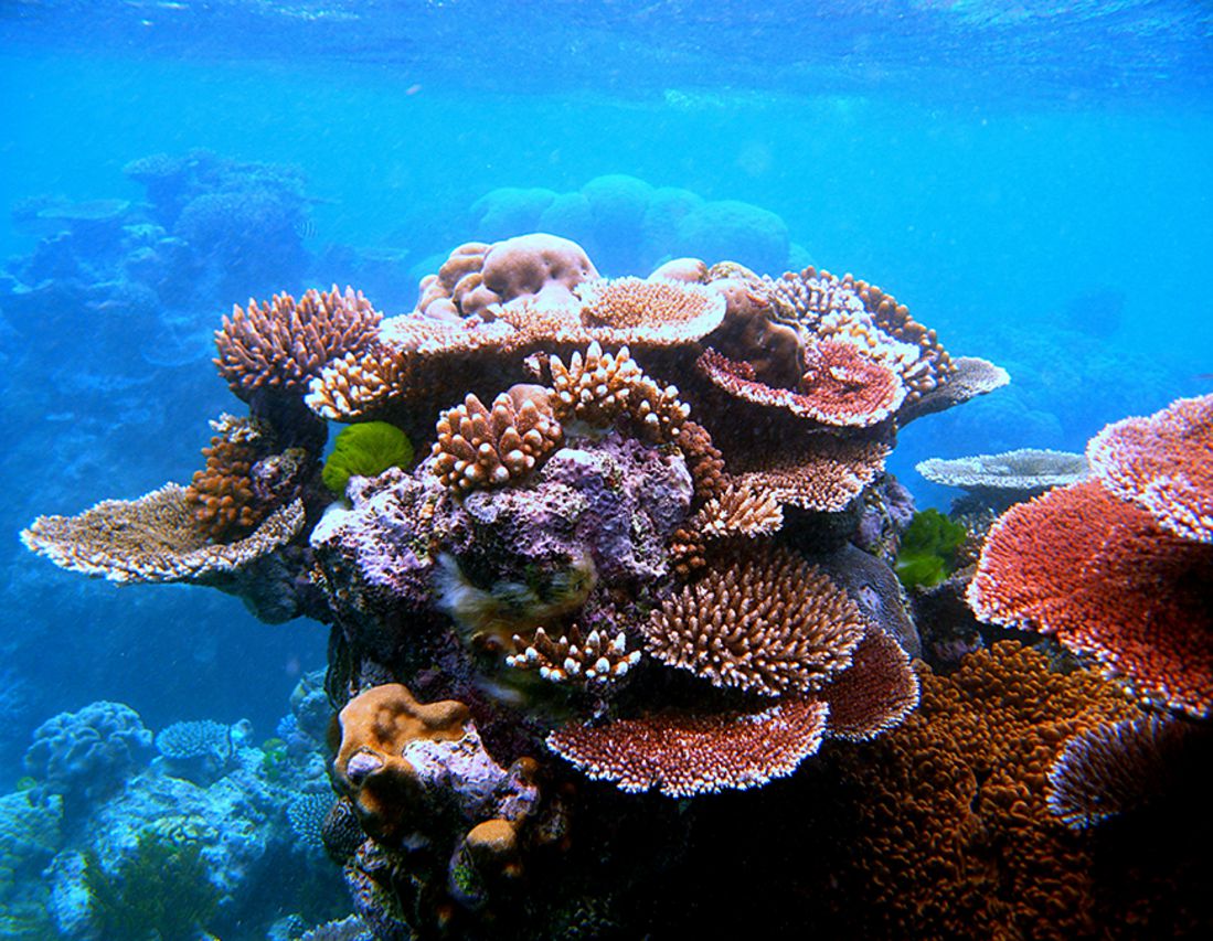 Que es un coral y cómo se forma