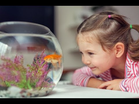 Que peces son mejor para niños