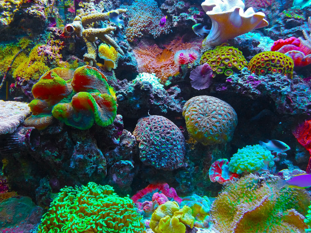 Que peces viven en los corales