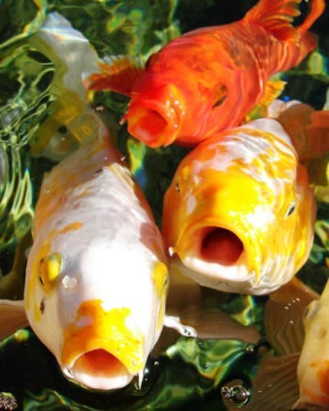 Por qué los peces abren la boca constantemente