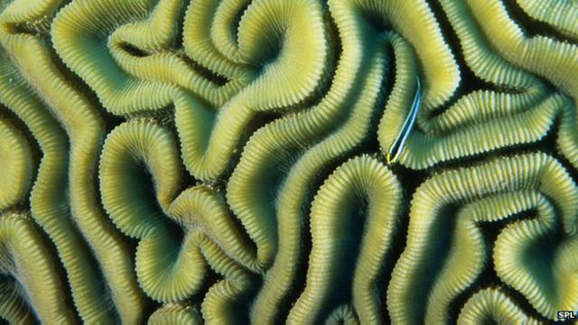Que tan peligrosos son los corales