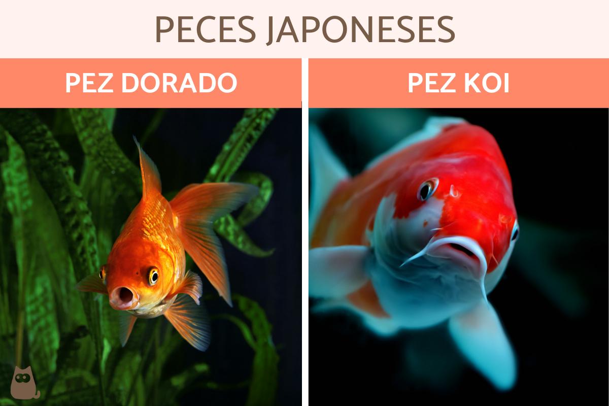 Como se llama el pez de Japón