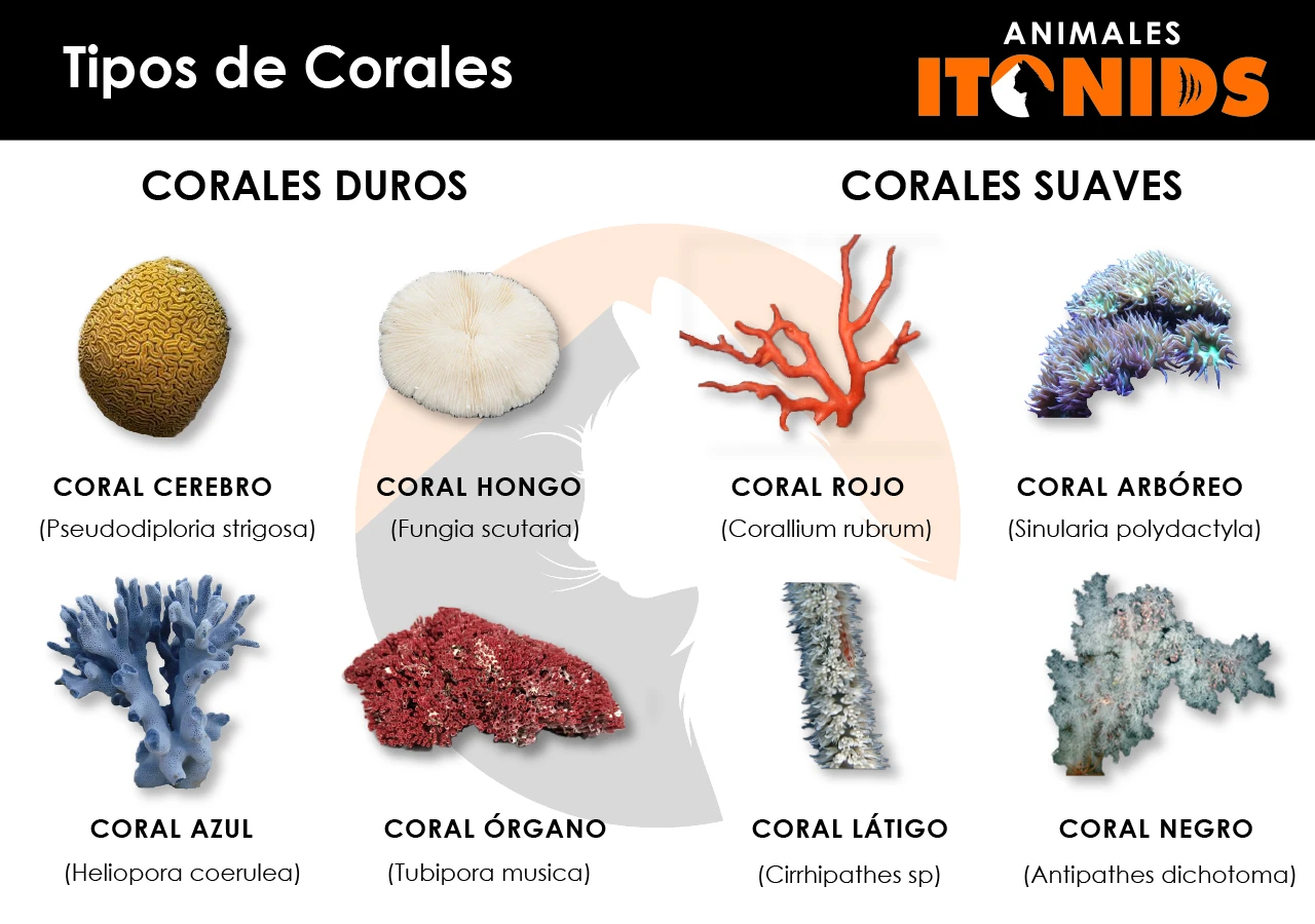 Cuáles son los tipos de corales