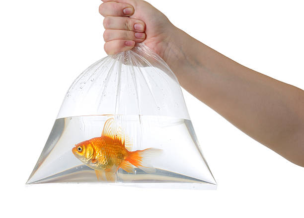 Cuánto tiempo se puede tener un pez en una bolsa