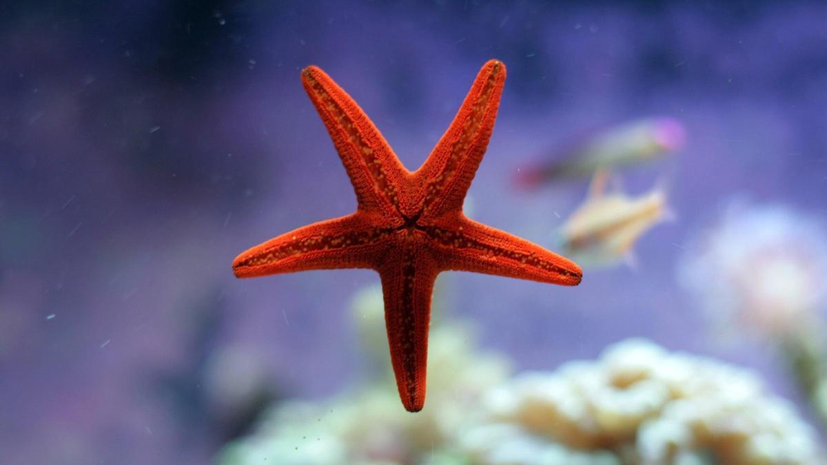 Por qué las estrellas de mar se regeneran