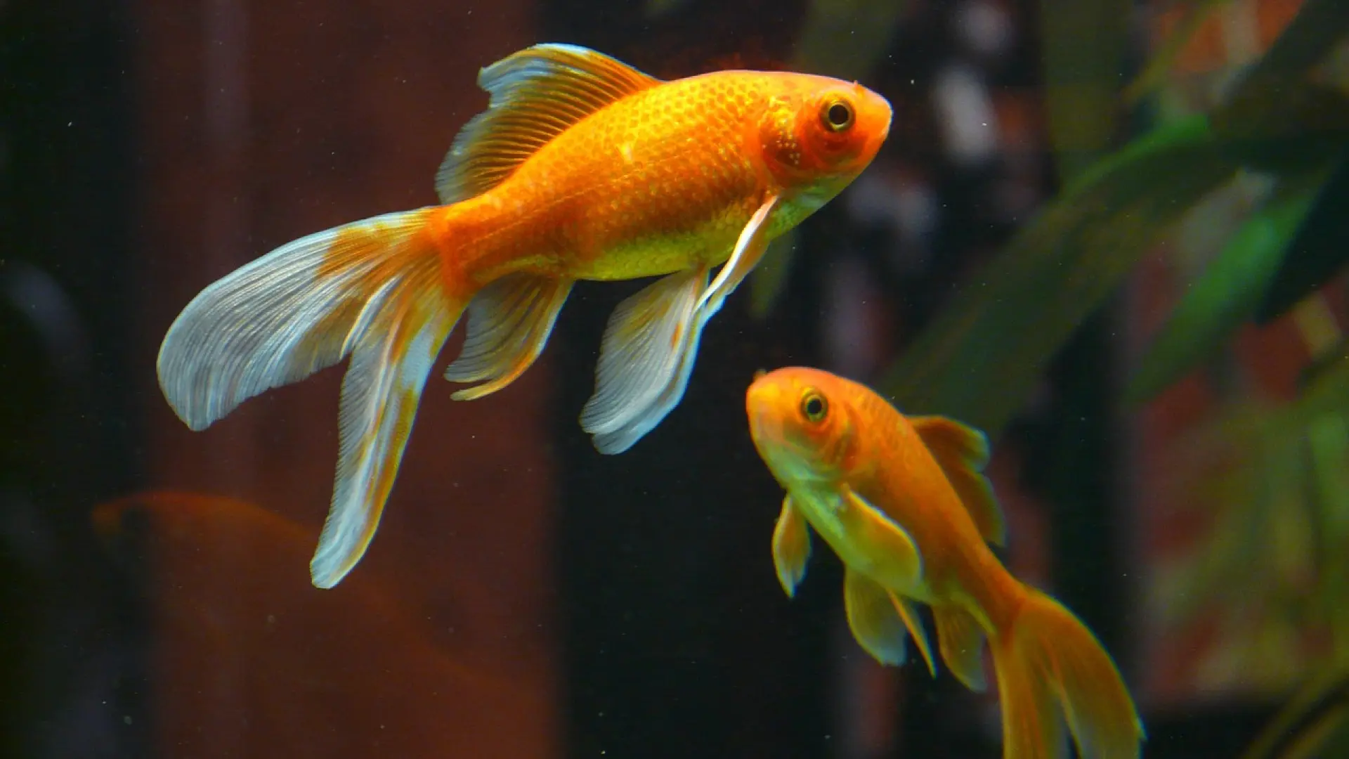 Cuántas bolitas de comida se le da a un pez Goldfish