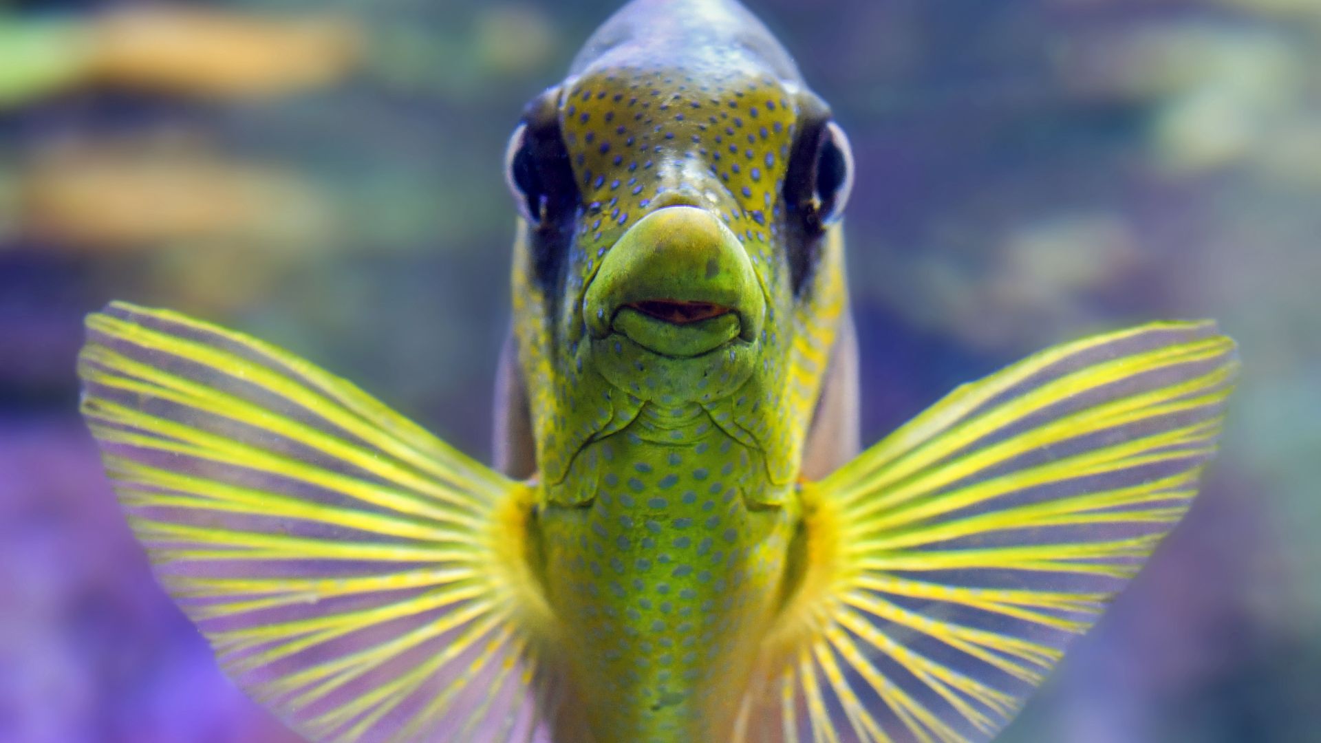 Si un pez nadara con la boca cerrada podría sobrevivir