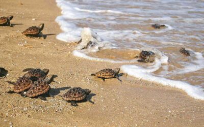 72 tortugas de un nido en la playa de Albaranes de Dénia